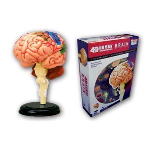 スカイネット 立体パズル 4D VISION 人体解剖 No.12 脳解剖モデル