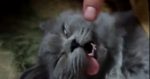 おそロシア！猫もウォッカで二日酔い？ロシアの猫の寝顔がひどい