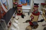サンクト・ペテルブルクにある猫カフェ「ネコ共和国」
