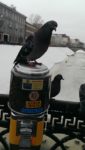 カザンの新ビジネス？ロシアでは珍しい餌の販売機