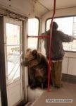 バスに熊が乗ってる。だから何？シベリアの何も変わらぬ日常の様子