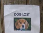 ロシアの猟師から学ぶ逃げた犬の見つけ方探し方