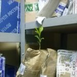 遅ロシア！ロシアの郵便がどれだけ遅いかが分かる一枚の写真