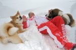 「こいつらがプーチンの犬か・・・」　秋田犬「ゆめ」と戯れるプーチン大統領を見たロシア人の反応