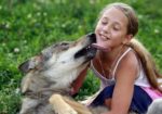 オオカミにまたがる少女！ベラルーシのオオカミと暮らす家族