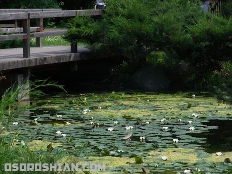 日本庭園の風景その5