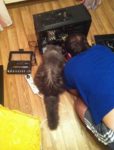 ロシア人「ネコはやっぱり賢い！ネコがPCの修理を手伝ってくれた！」