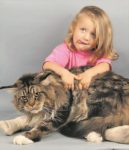 ウクライナで巨大ねこコンテスト開催！優勝は10.45kg、100cmのAlik君!!